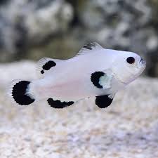 Storm  Clown Pair