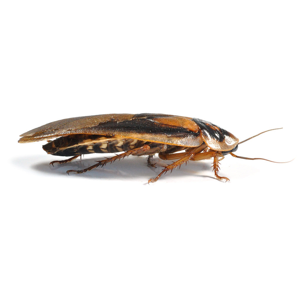 Live Food Medium Dubia Roaches