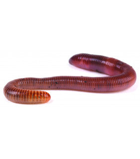 Live Food Earthworm Dendrobaena Small