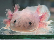 Load image into Gallery viewer, Assorted Axolotl
