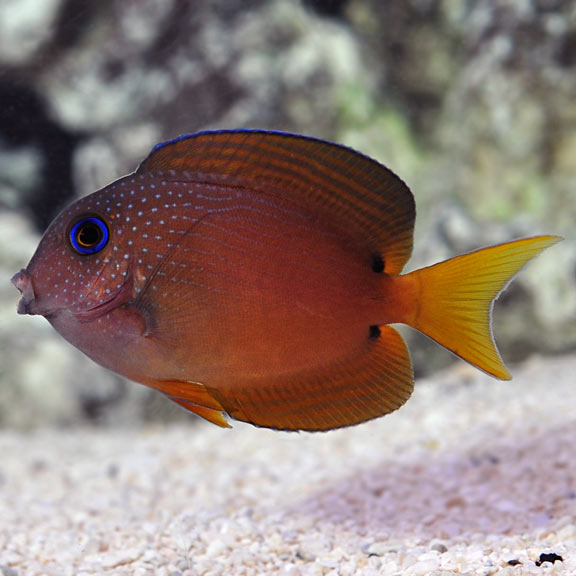 Blue Eye Tang