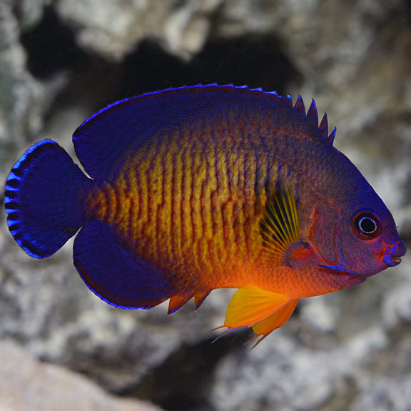 Coral Beauty