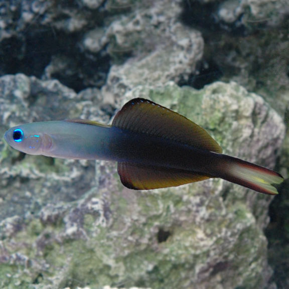 Torpedo Goby