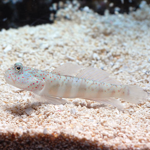 Chalk goby care cheap