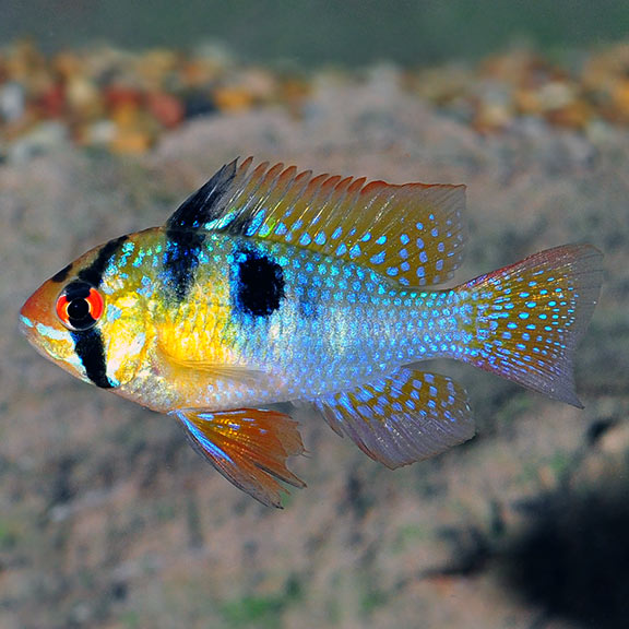 German Ram PASS Aquatics Reptiles