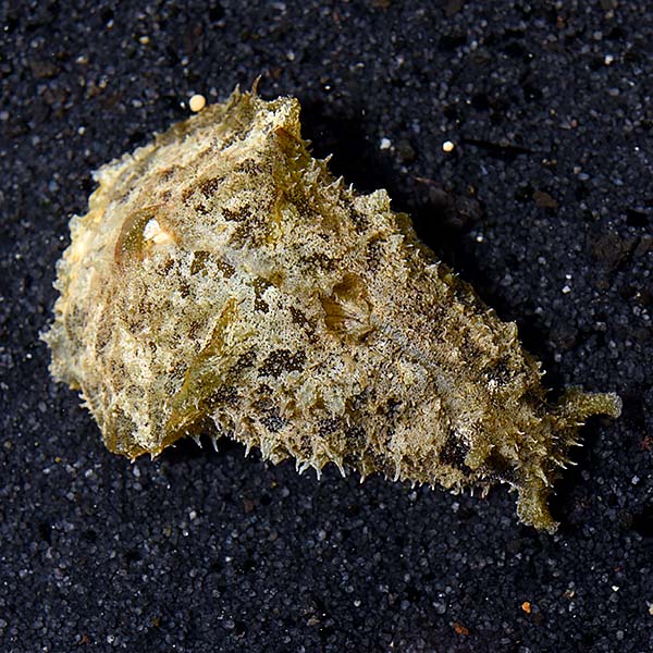Sea Hare