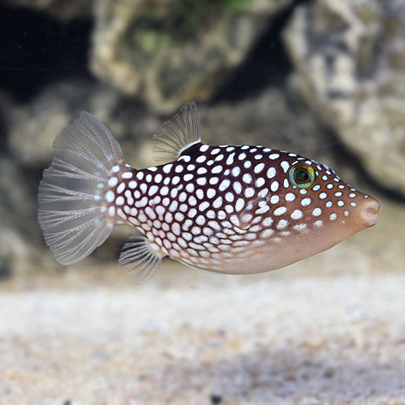 Jacata Puffer