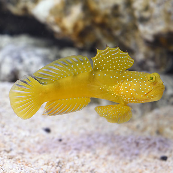 Watchman goby care outlet
