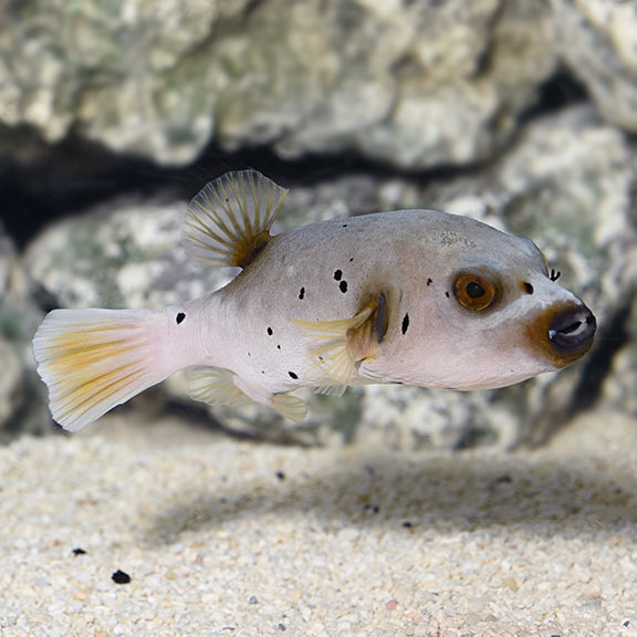 Hush Puppy Puffer