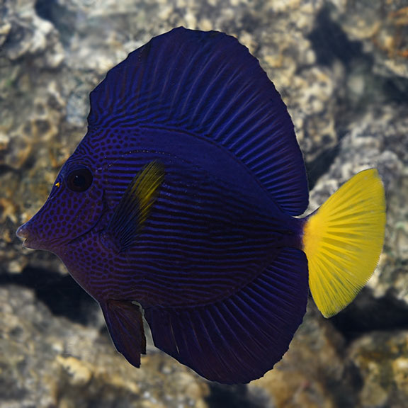 Purple Tang Good Size