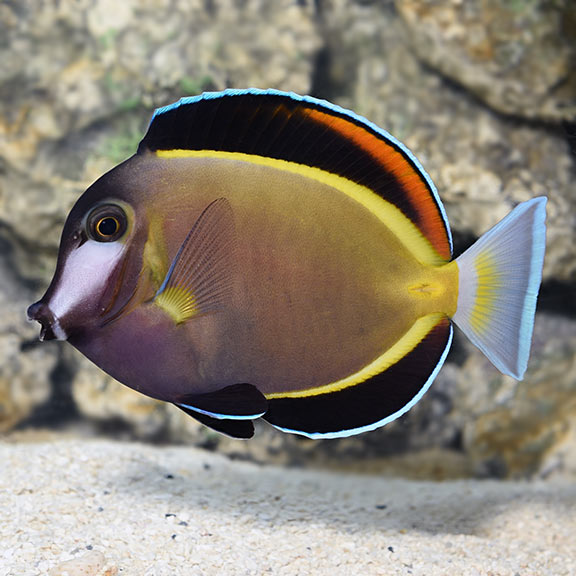 Goldrim Podwer Brown Tang