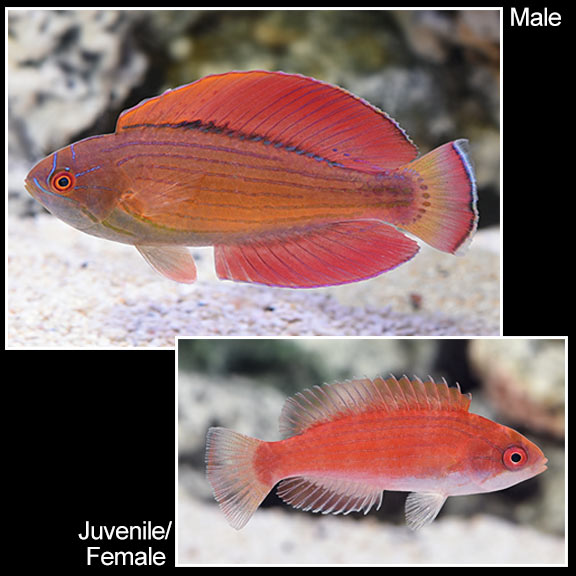 8 Line Flasher Wrasse