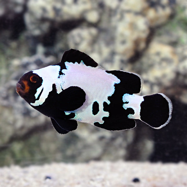 Black cheap ocellaris clownfish