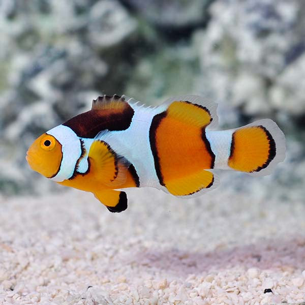 Percula Clown Fish Pair
