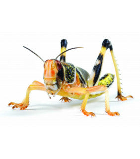 Live Food Medium Locust