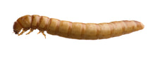 Load image into Gallery viewer, Live Food Mealworms
