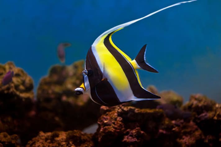 Hawaiian/Moorish Idol