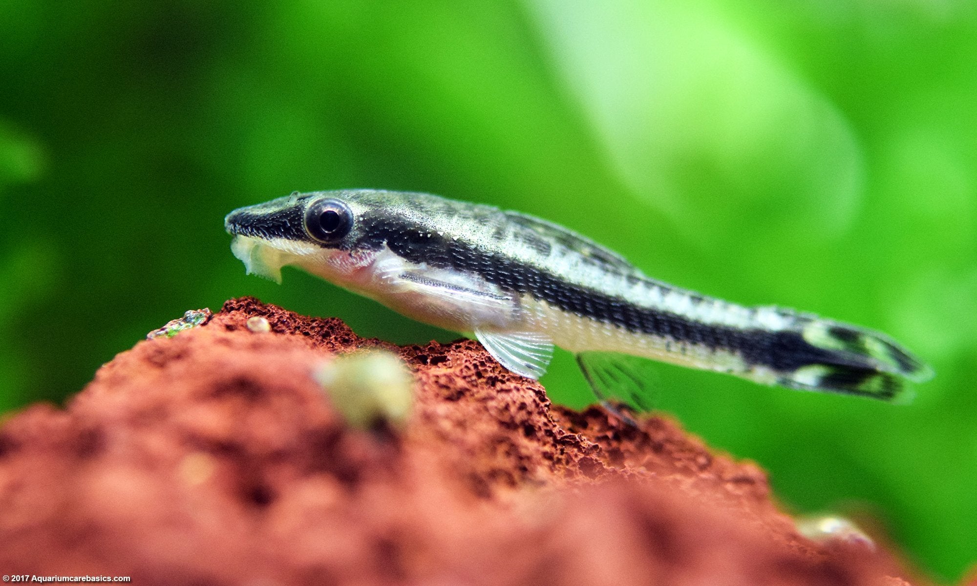 Otocinclus affinis – PASS Aquatics & Reptiles
