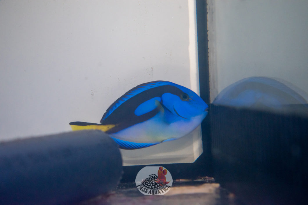 Regal Tang