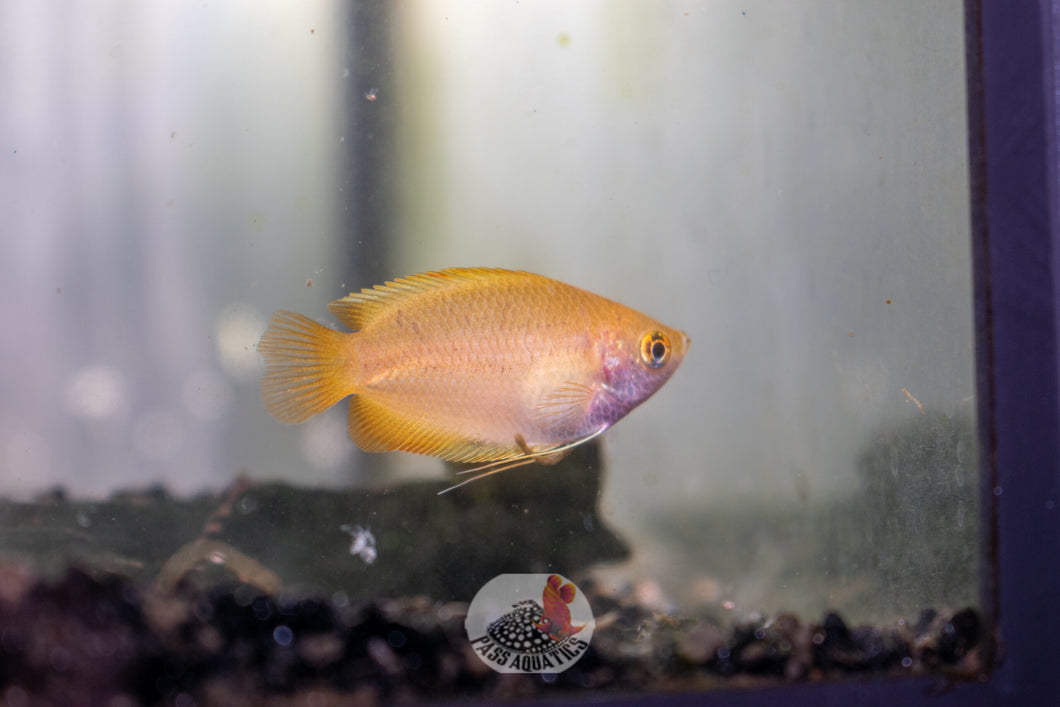 Honey Gourami