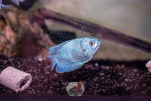 Load image into Gallery viewer, Dwarf Gourami
