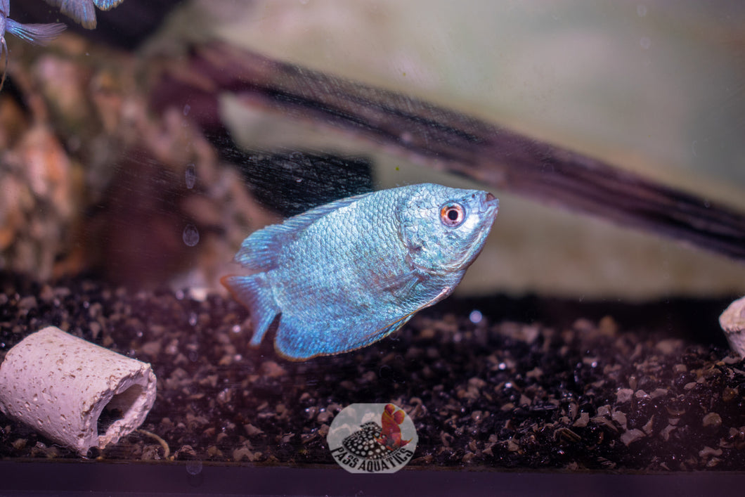 Dwarf Gourami