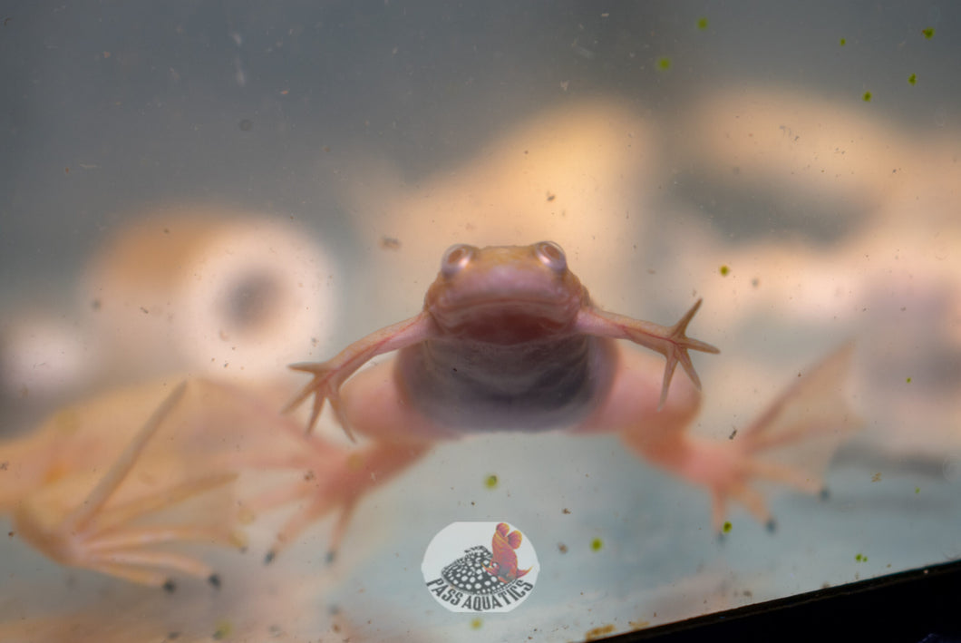 Albino African Clawed Frog