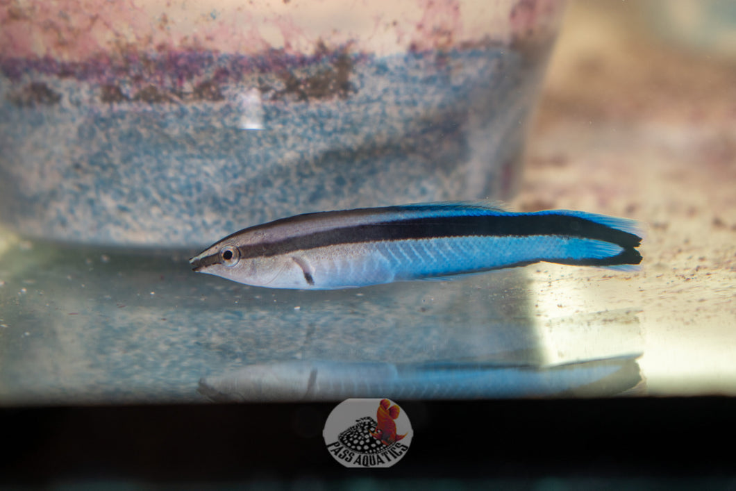 Cleaner Wrasse