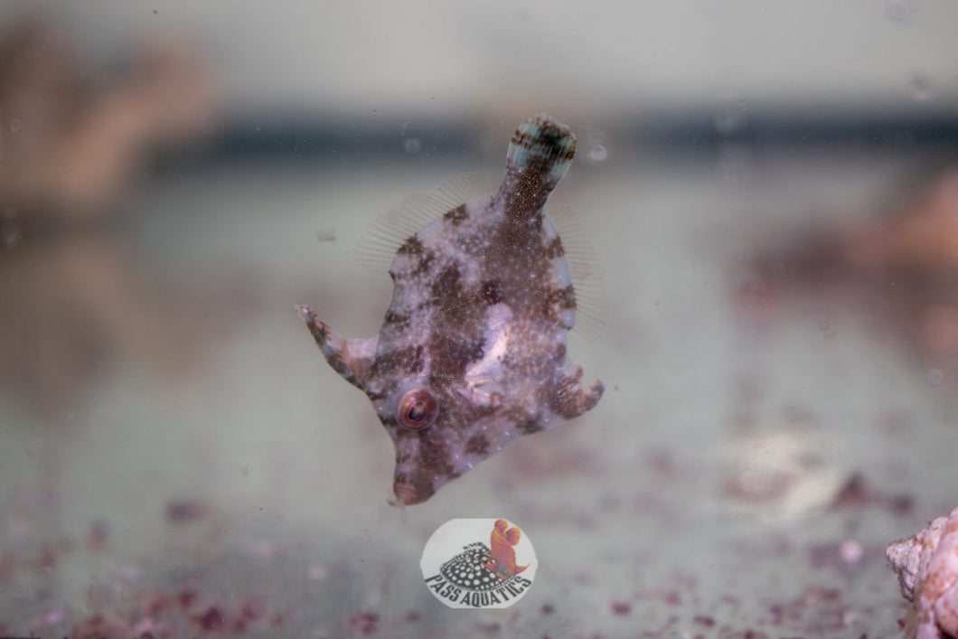 Aiptasia Eating Filefish