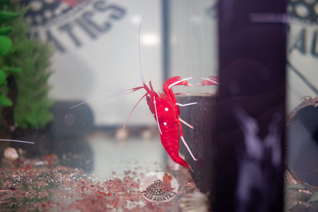 Blood Red Shrimp