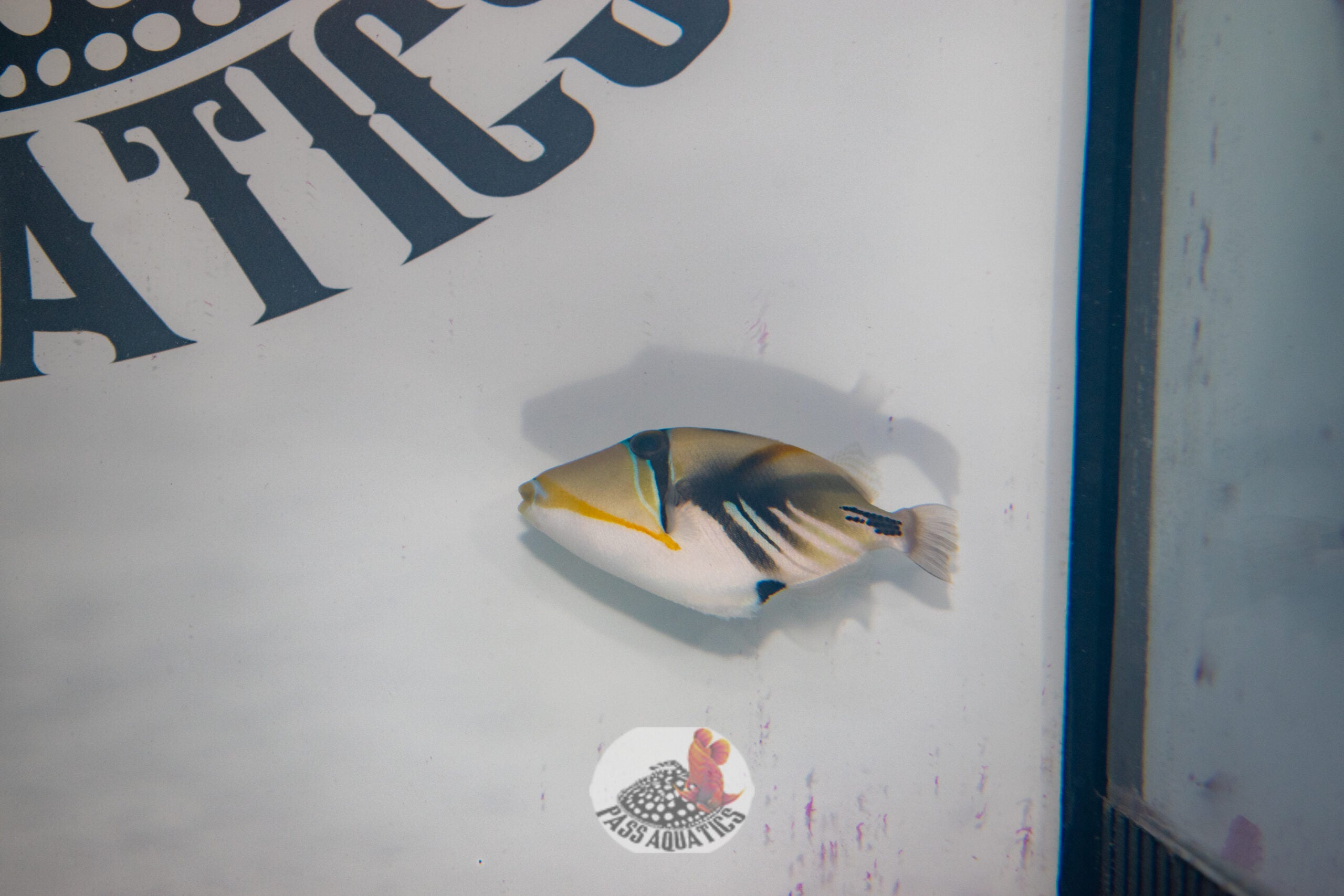 Picasso Trigger – PASS Aquatics & Reptiles