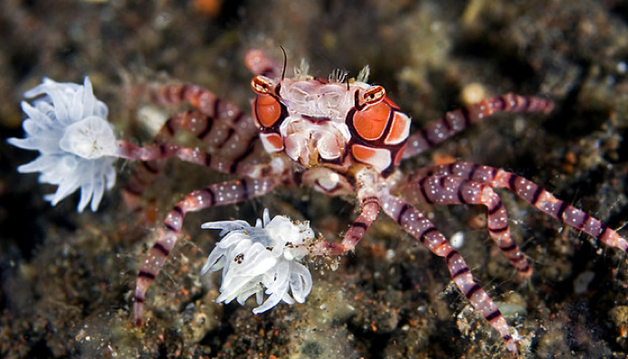 Pom Pom Crab