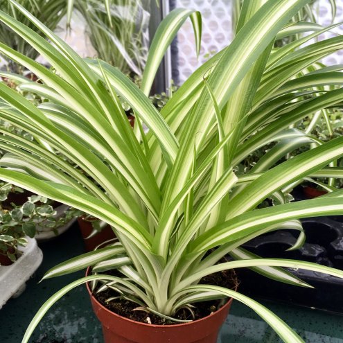 Live Plant Spider Plant