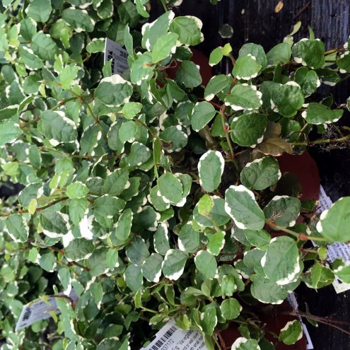 Live Plant Creeping Fig 'Variegated'