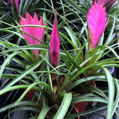 Live Plant Pink Quill Bromeliad
