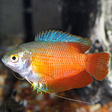 Load image into Gallery viewer, Dwarf Gourami
