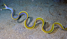 Load image into Gallery viewer, Ribbon Eel
