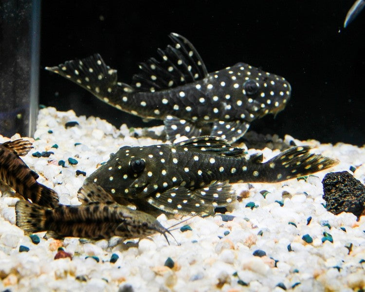 Snowball Plec L201
