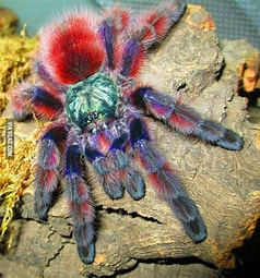 Martinique Pink Toe CB