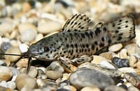 Hoplo Catfish
