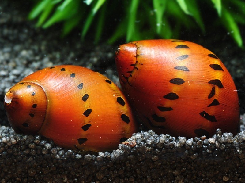 Red Spotted Snail
