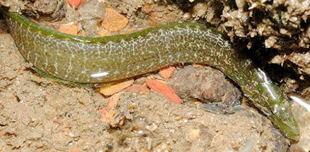 Green Eel Blenny