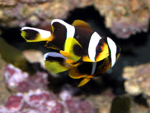 African Clownfish Pair